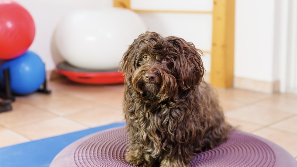 dog physical therapy; a dog sits and waits to start physical therapy.